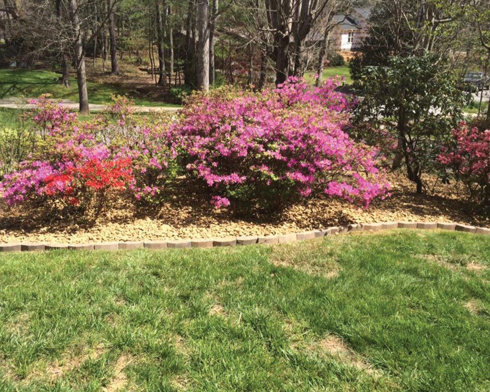 Beautiful Tree on Backyard — Mills River, N.C. — Holbert’s Tree Service