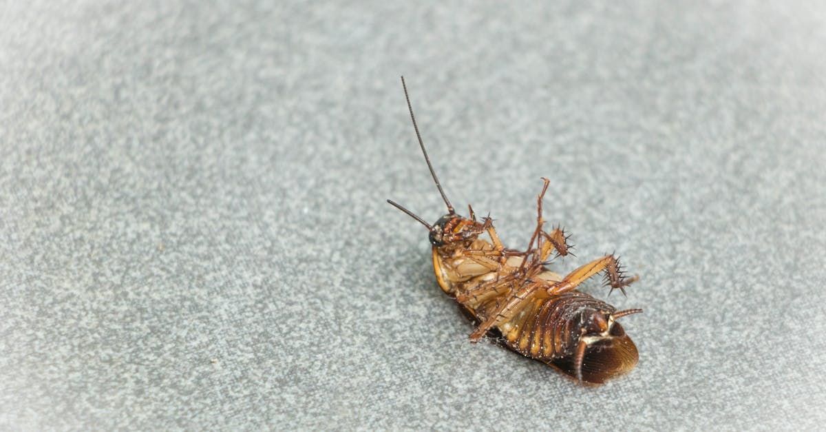 Dead Cockroach on Residential Surface in Buffalo, NY