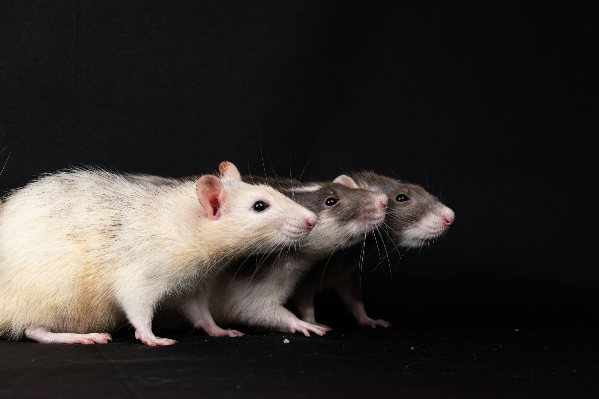 Rodent control in Cheektowaga, NY