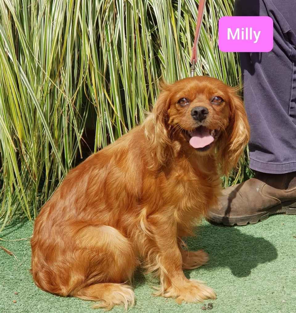Milly - breeding mums