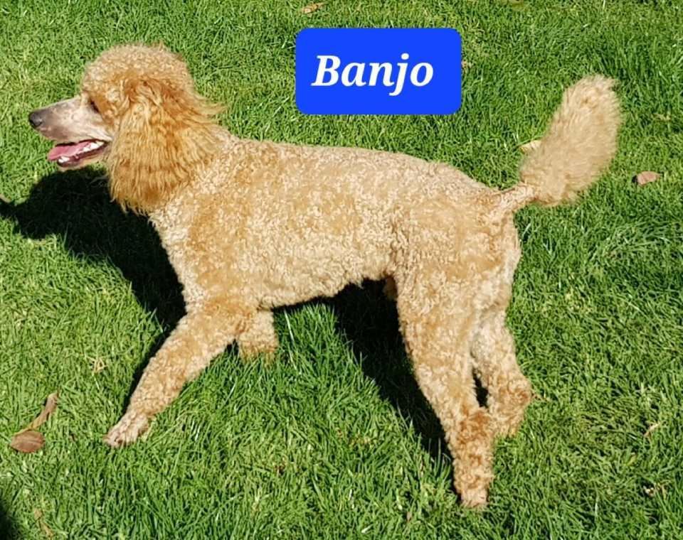 two different breeds dog in a frame