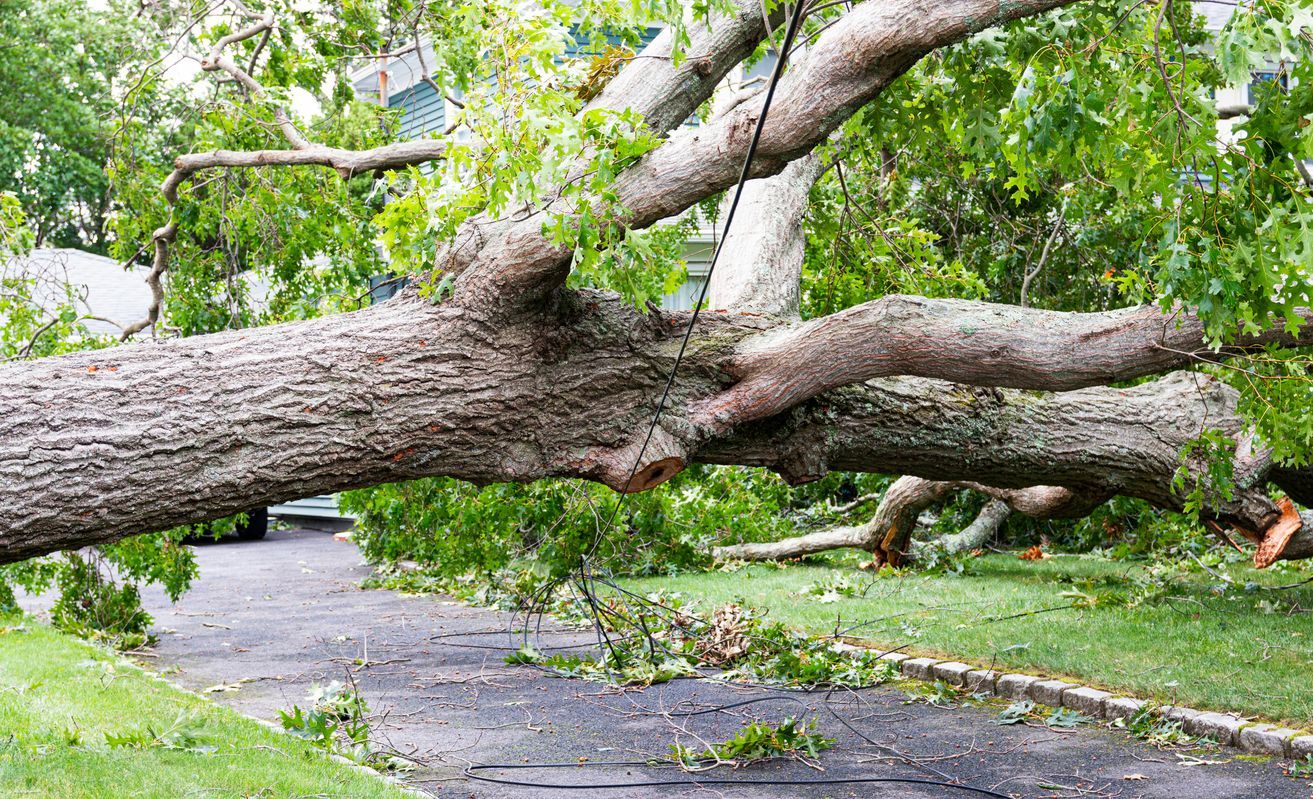 Large fallen tree blocking a residential street and sidewalk after storm damage