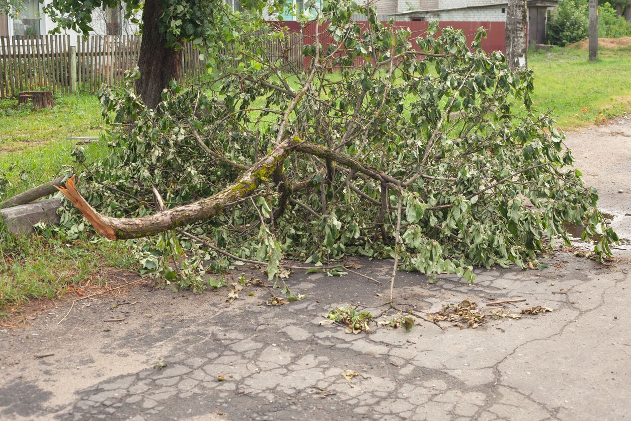 Fallen tree branches blocking a cracked road beside a yard and fence