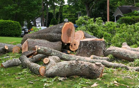 Cut logs and fallen tree trunks piled in a green yard with trees and bushes in the background