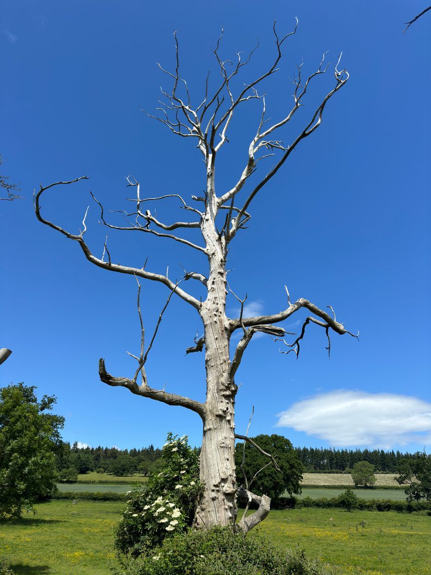 Leafless white tree in a green field under a bright blue sky