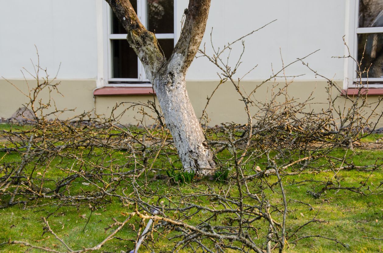 Leafless tree in a grassy yard in front of a house wall and window
