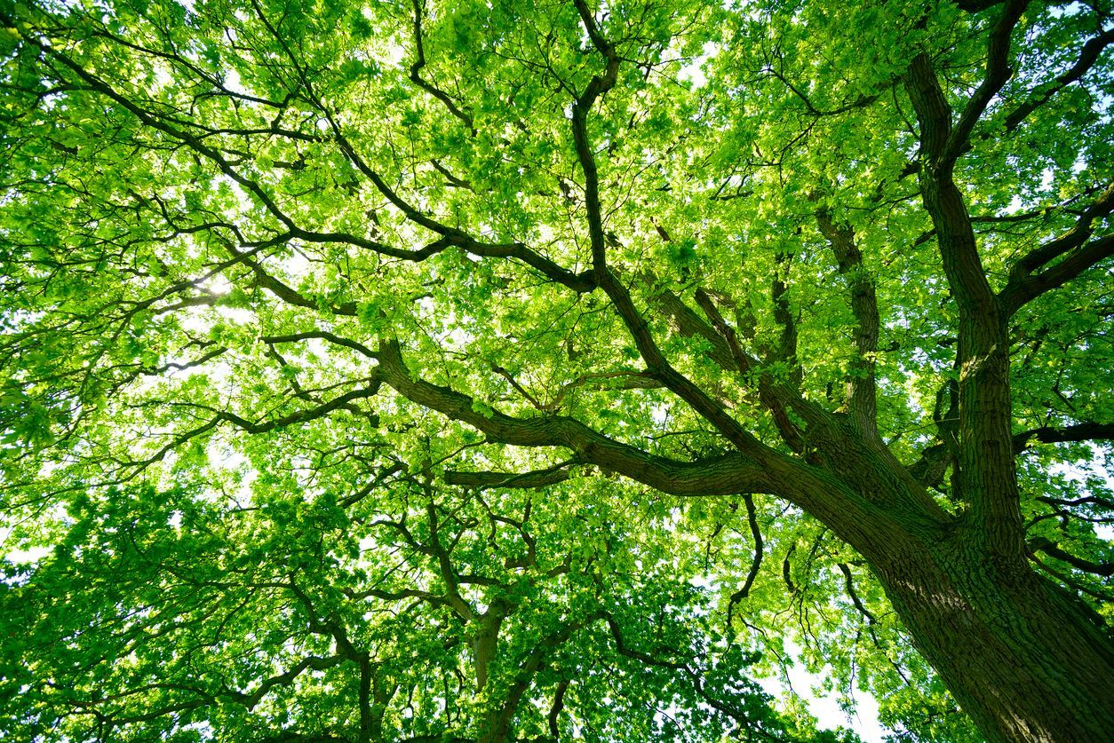 Upward view of a lush green tree canopy with sunlight filtering through leaves