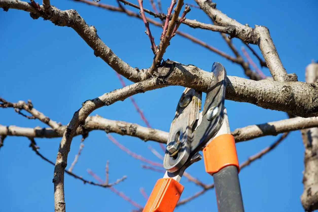 Pruning shears cutting a tree branch against a blue sky