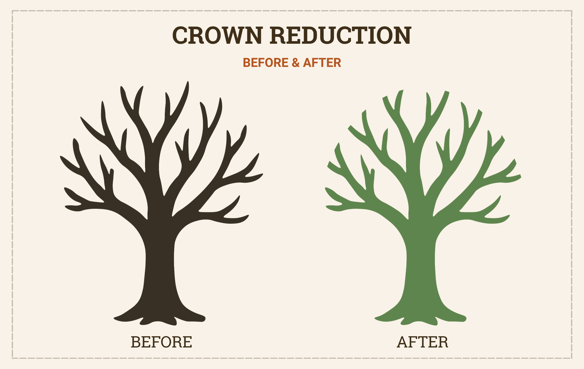 Diagram of tree crown reduction, showing dark brown