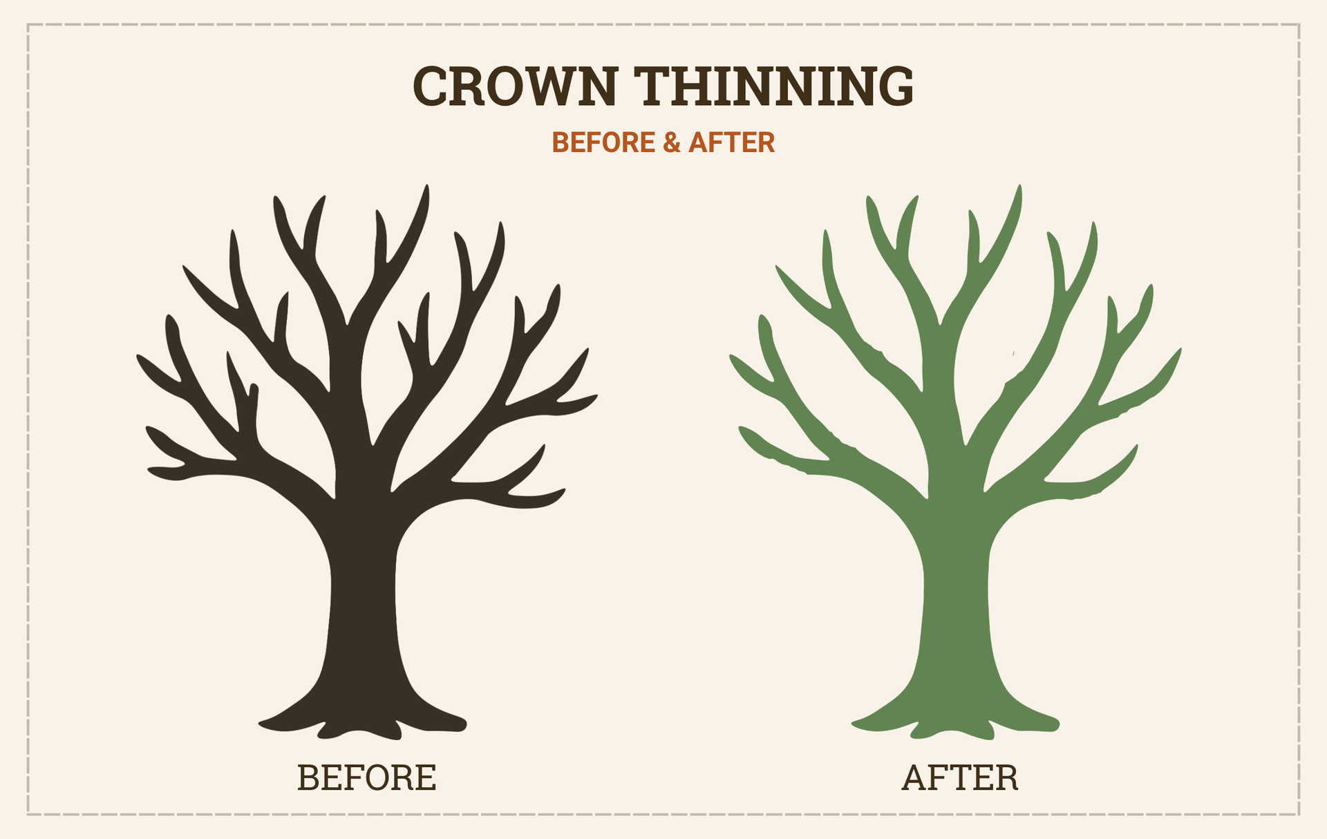 Crown thinning before-and-after graphic showing a dark tree before and a green tree after pruning.