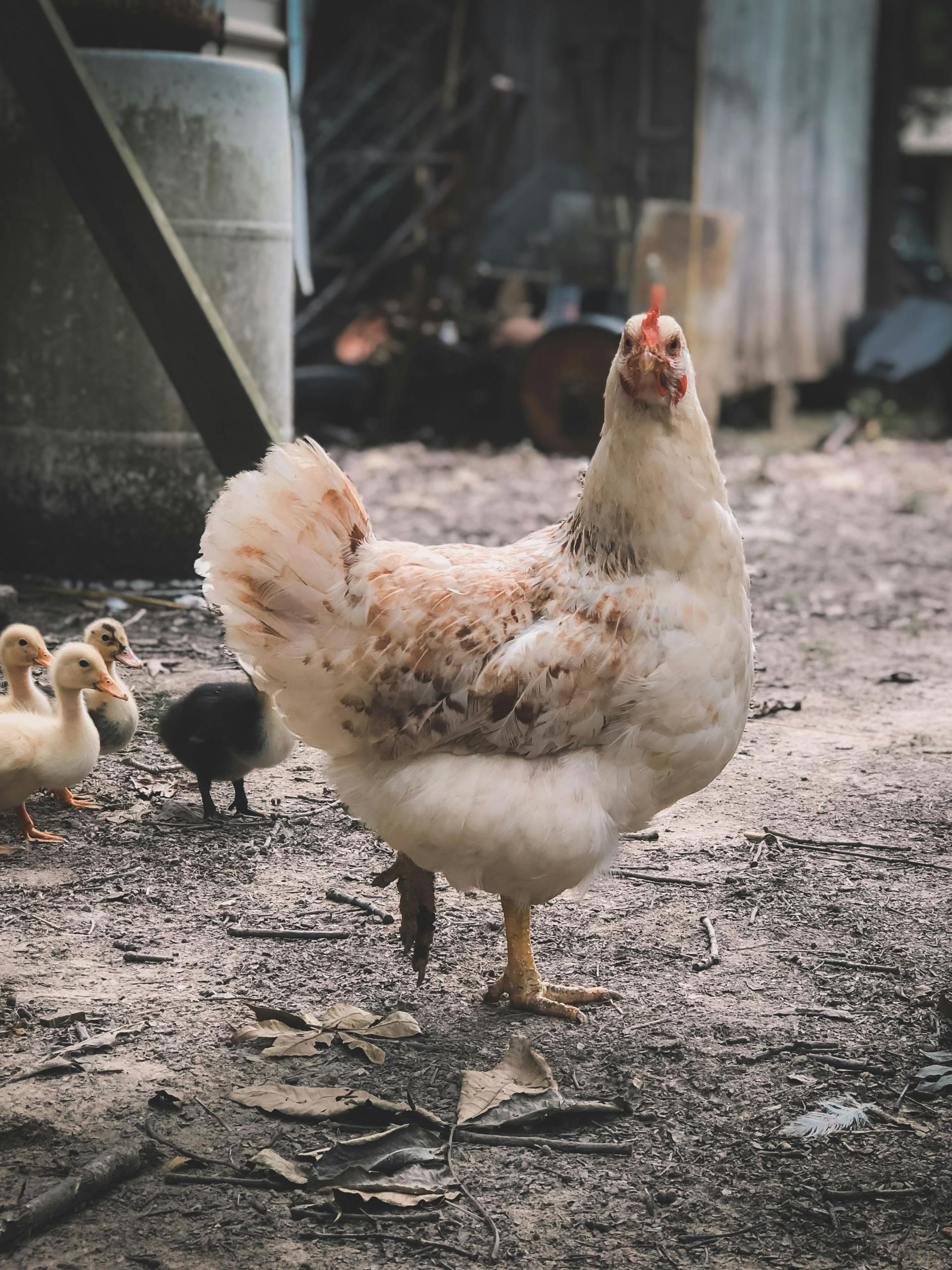 Chick Starter — Edmonds Landscaping Supplies in Bohle Plains, QLD