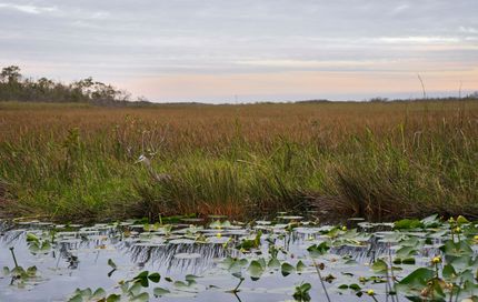 Marshland with tall grasses and floating lily pads under a pale evening sky