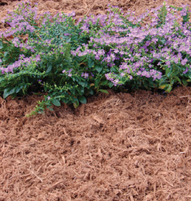 Cypress gold mulch — Melbourne, FL — Simply Organic Lawn and Garden Center Cypress gold mulch — Melbourne, FL — Simply Organic Lawn and Garden Center