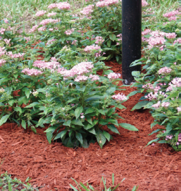 Ruby red mulch — Melbourne, FL — Simply Organic Lawn and Garden Center Ruby red mulch — Melbourne, FL — Simply Organic Lawn and Garden Center