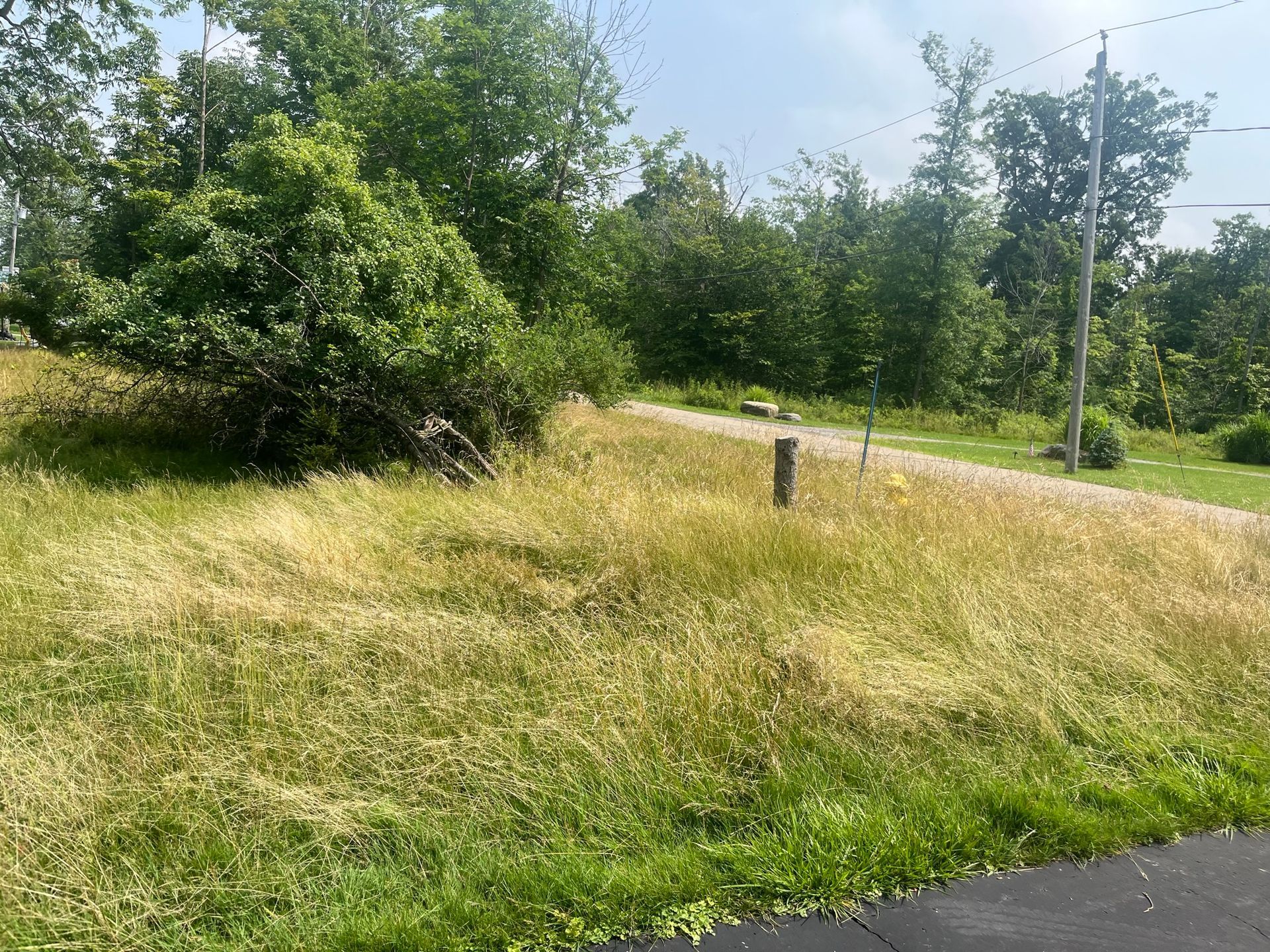 A view of a grassy, overgrown field bordering a paved road and a wooded area under a bright, clear sky.