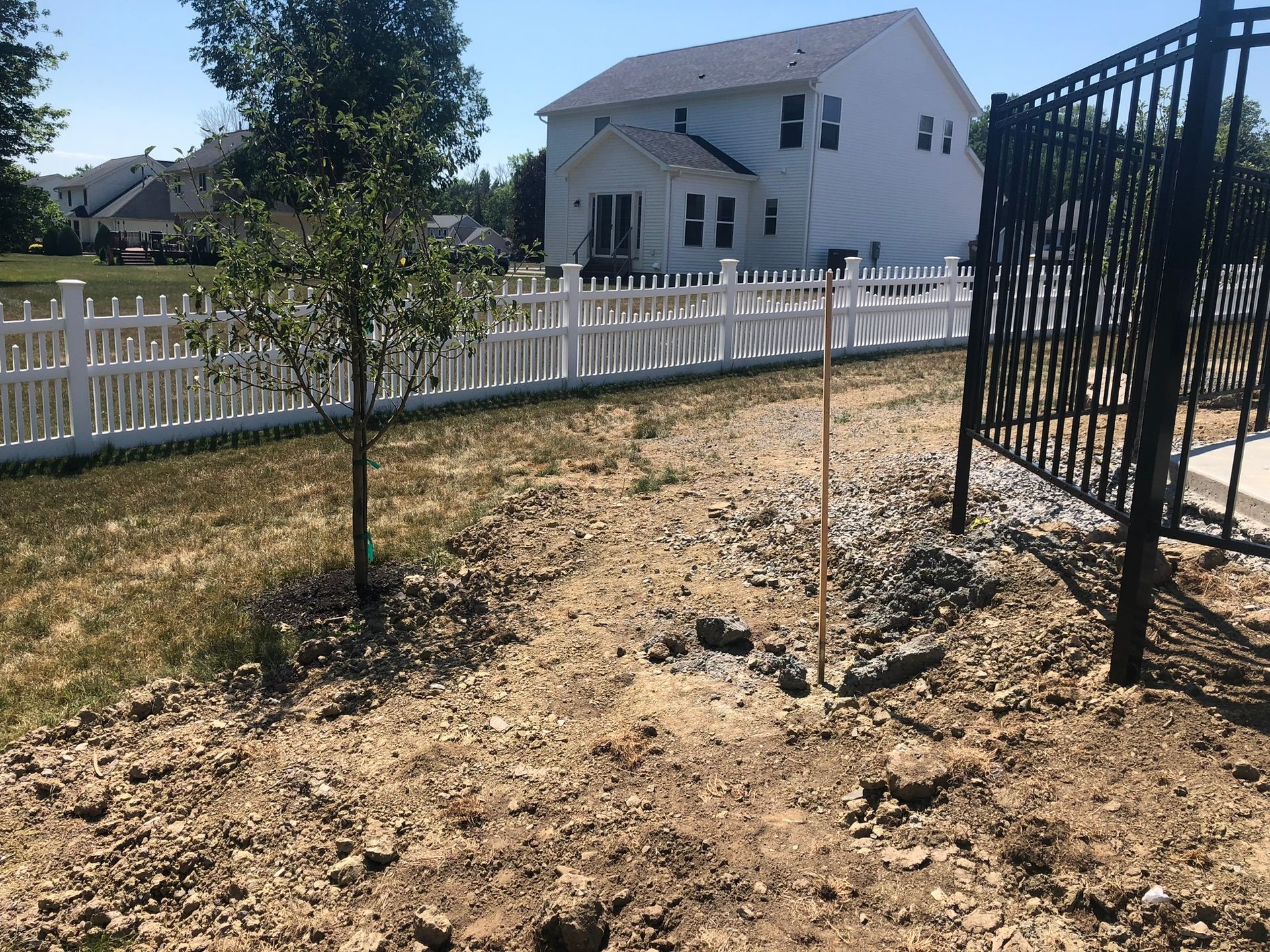 A young tree stands in a patch of dirt next to a black metal fence, with a white fence and a house in the background.