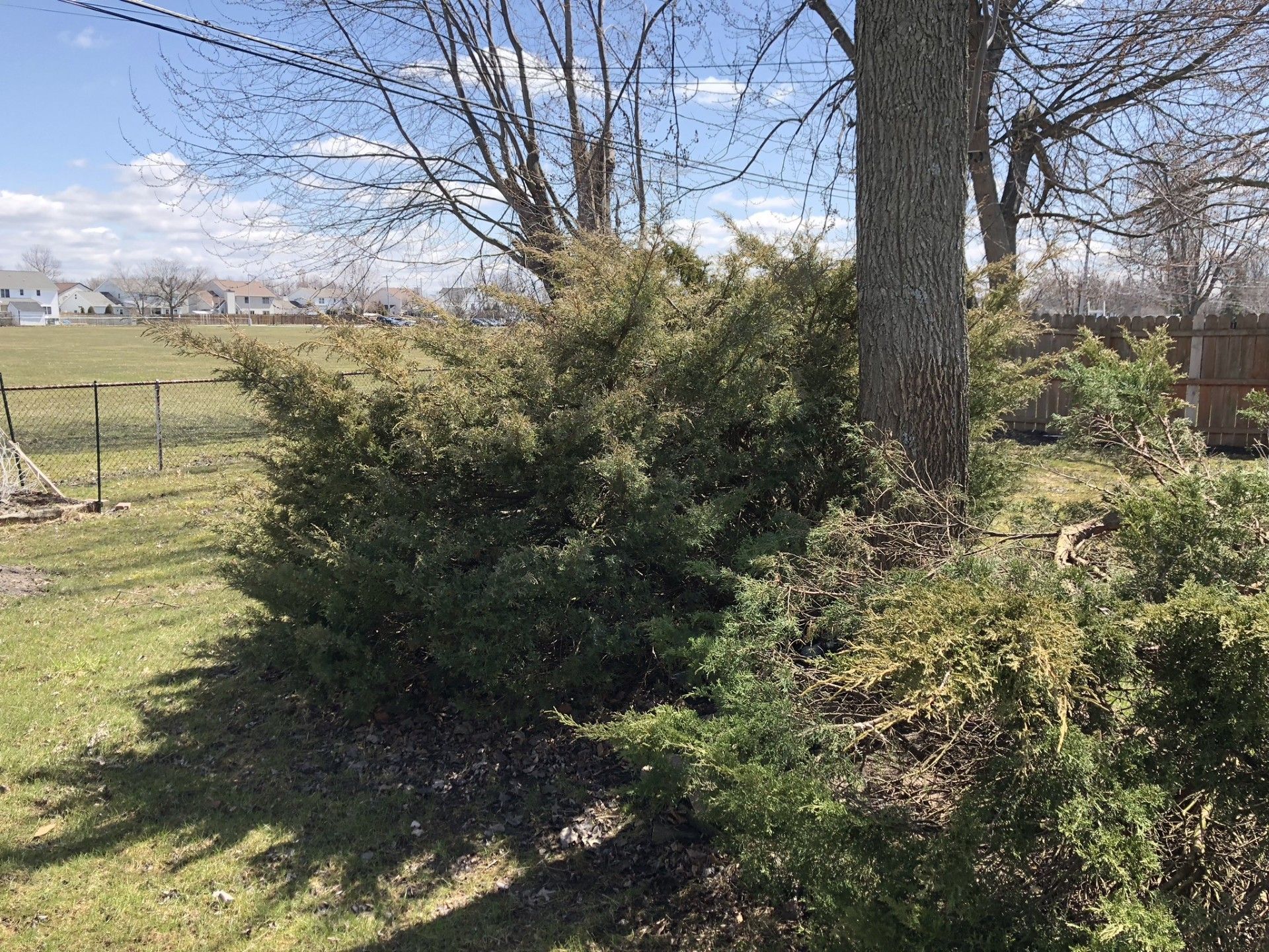 A dense, evergreen shrub grows at the base of a large tree in a sunlit grassy yard with a distant neighborhood in view.