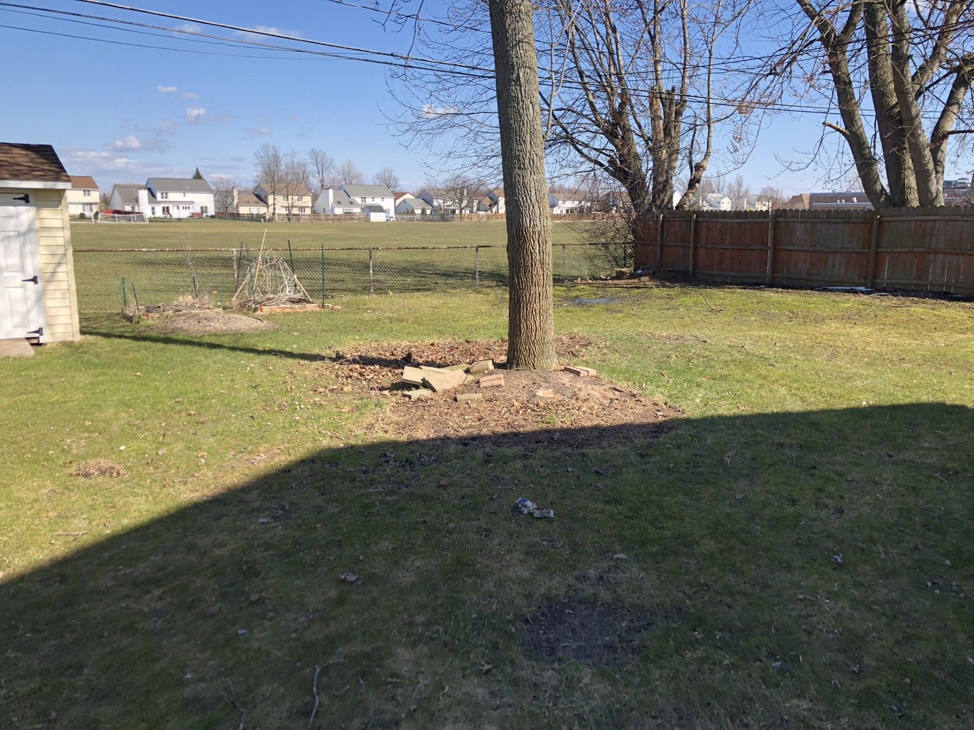 A large tree sits in the center of a grassy backyard, with a wooden fence and houses visible in the distance.