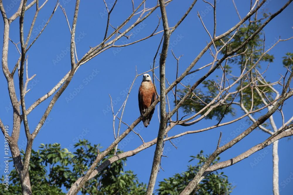 Ave entre los árboles durante una experiencia de turismo Mompox cerca del río Magdalena