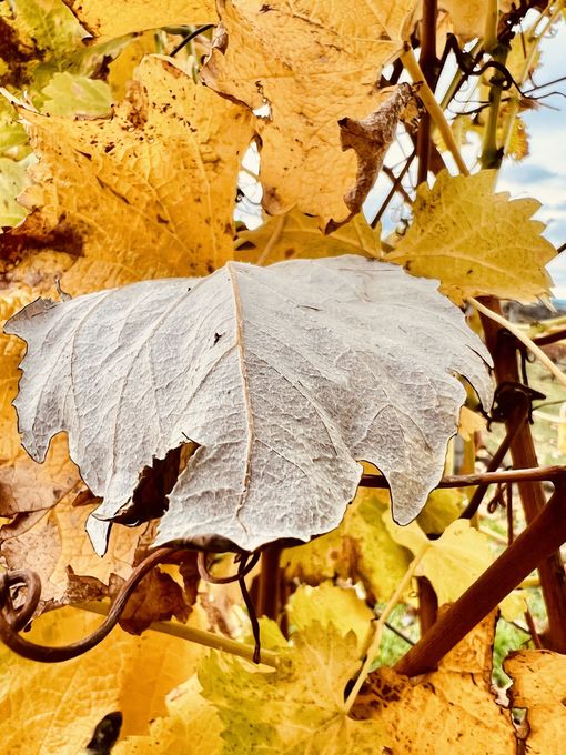 Picture of leaves changing colour in Toowoomba