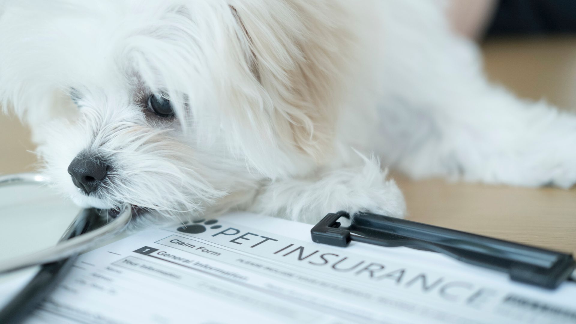 White dog with head resting on pet insurance paperwork. White dog with head resting on pet insurance paperwork.
