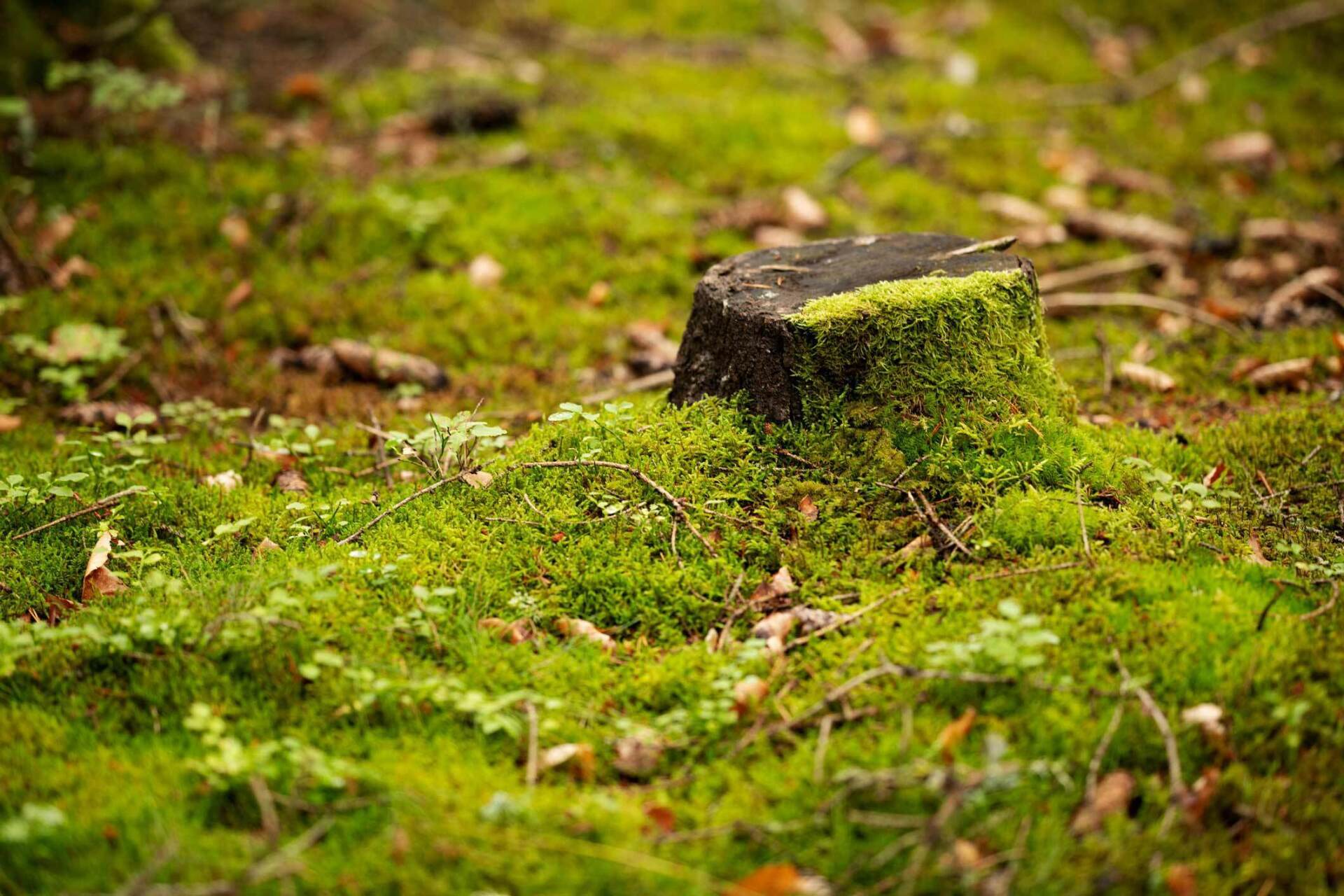 A Forest Tree Stump Covered With Moss — Houston, TX — Richter’s Services Inc. A Forest Tree Stump Covered With Moss — Houston, TX — Richter’s Services Inc.
