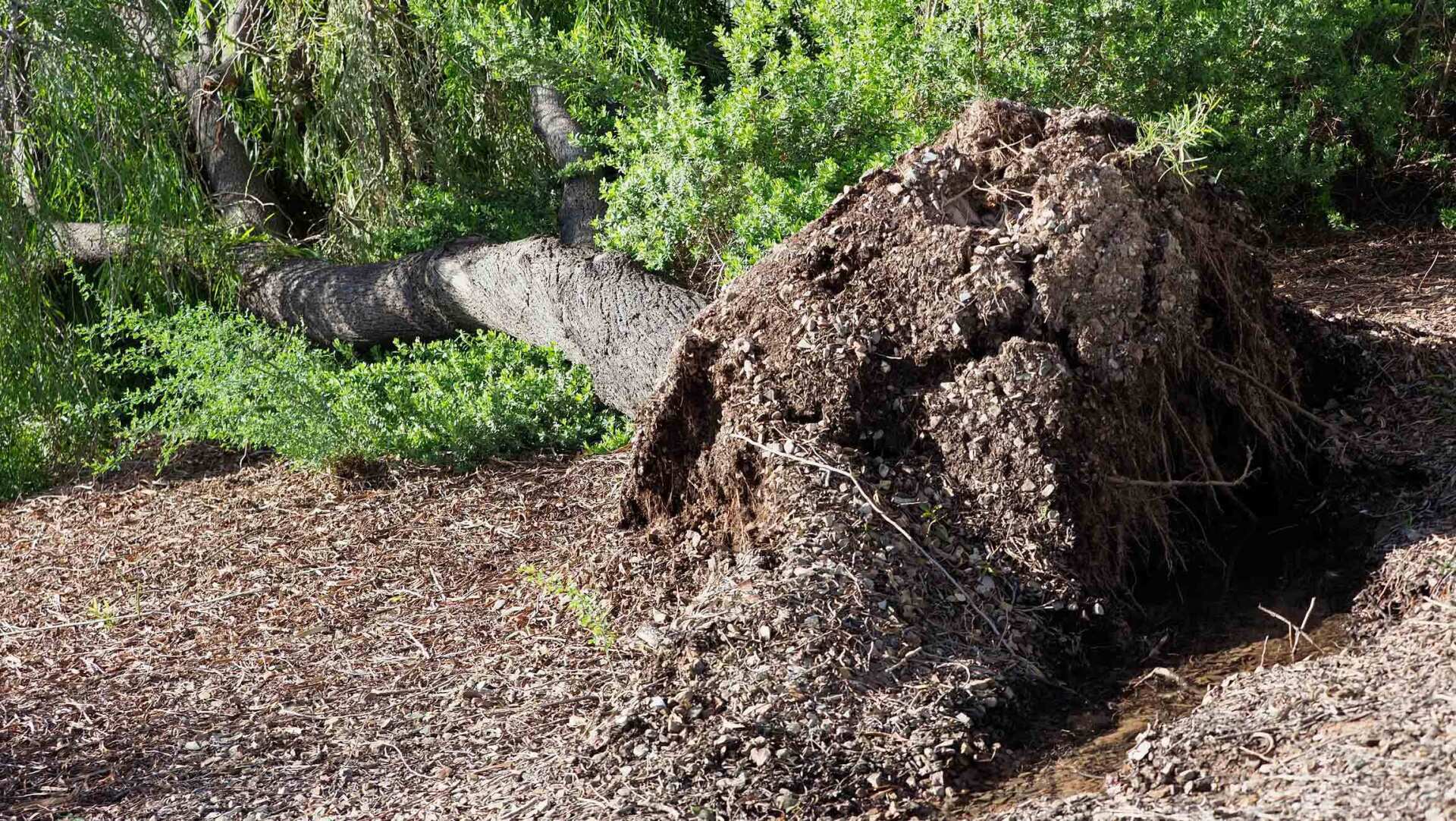 The Old Tree Fell — Houston, TX — Richter’s Services Inc. The Old Tree Fell — Houston, TX — Richter’s Services Inc.