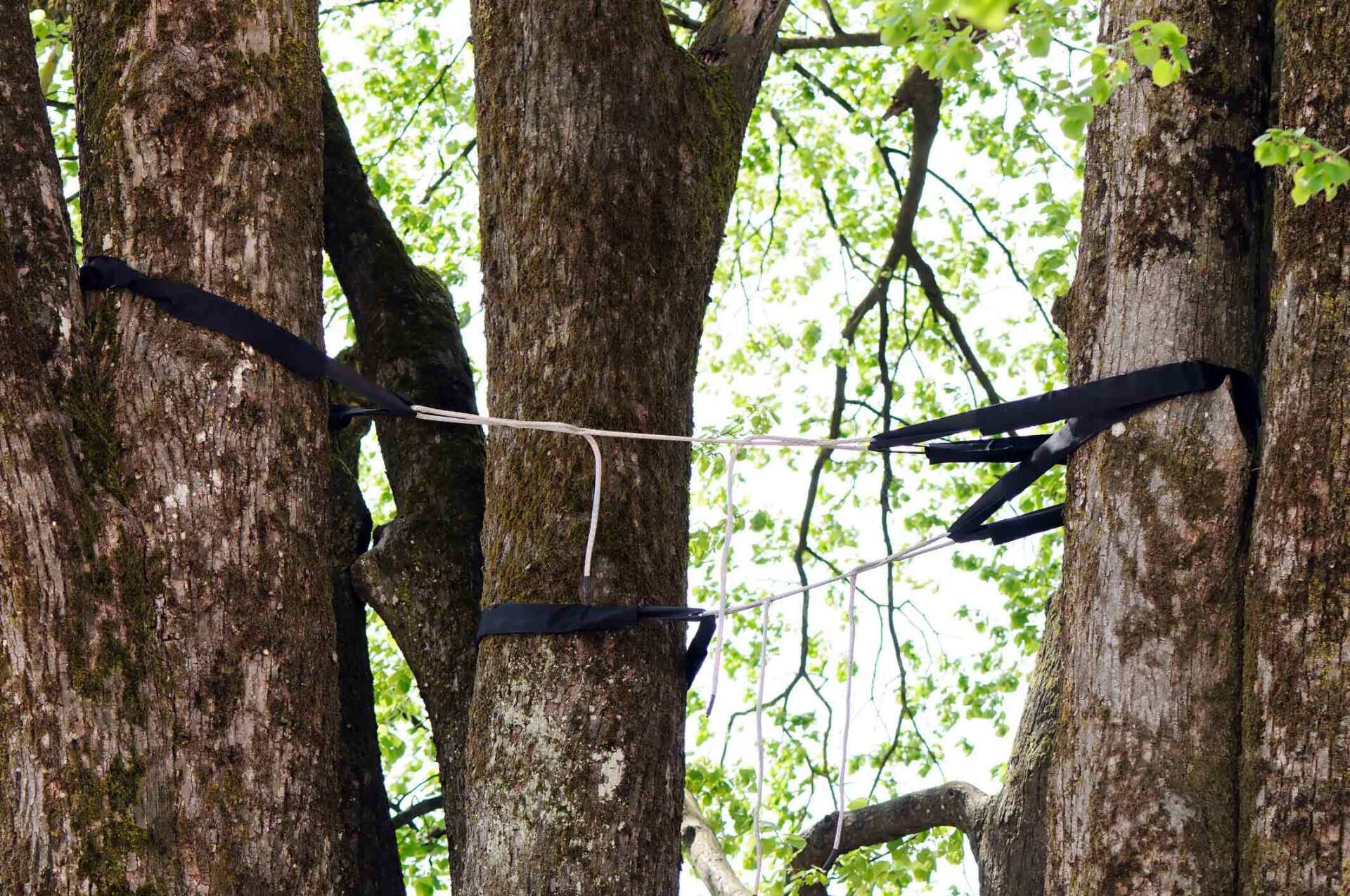 Professional Tree Cabling And Bracing — Houston, TX — Richter’s Services Inc. Professional Tree Cabling And Bracing — Houston, TX — Richter’s Services Inc.