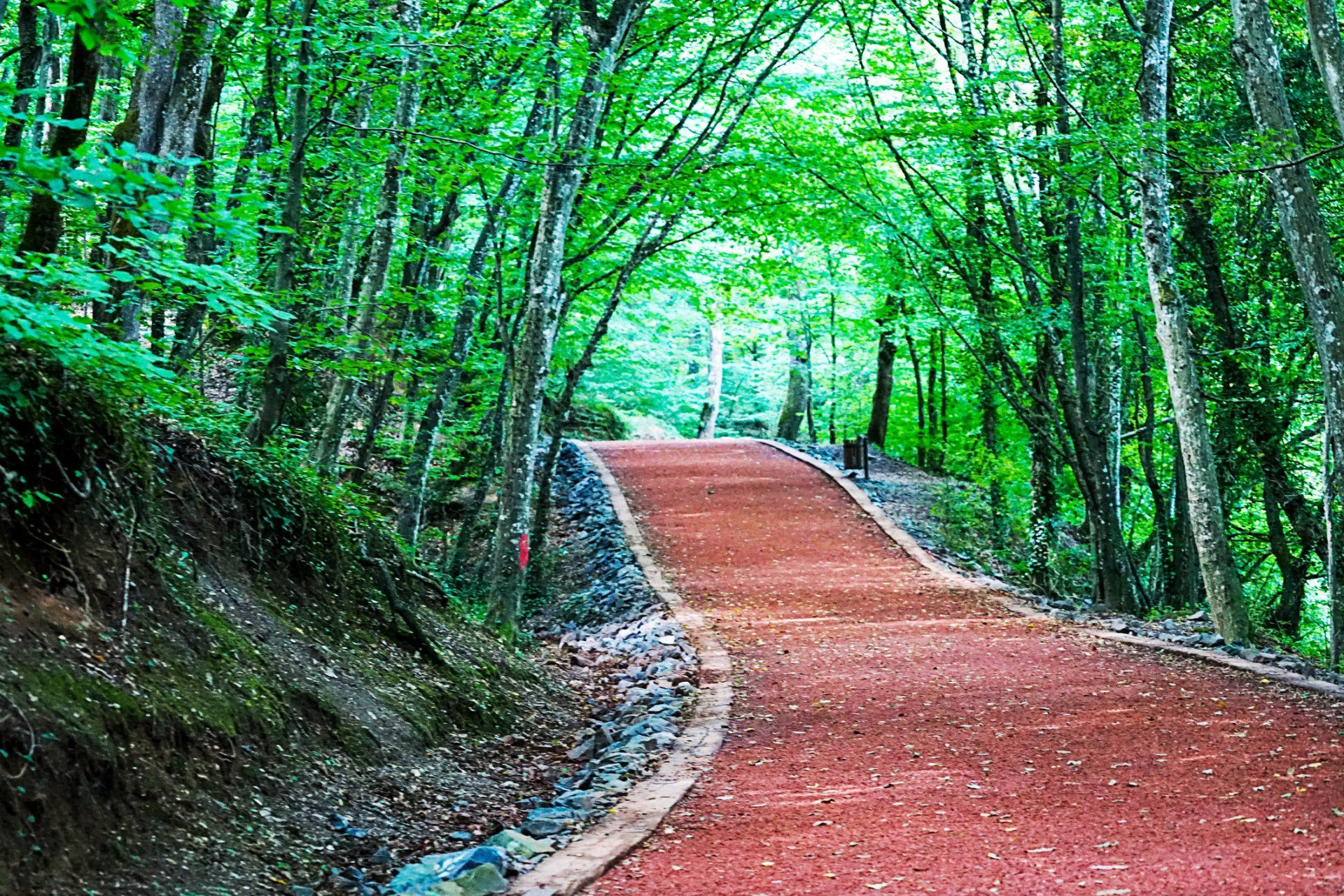 A Road In The Middle Of A Forest — Houston, TX — Richter’s Services Inc. A Road In The Middle Of A Forest — Houston, TX — Richter’s Services Inc.