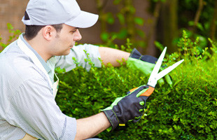 Bush trimming