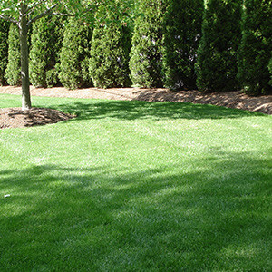 Clean lawn