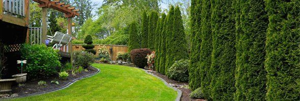 Lawn and shrubs