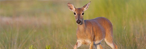 Deer
