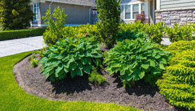Shrubs maintenance