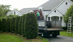 Shrubs trimming