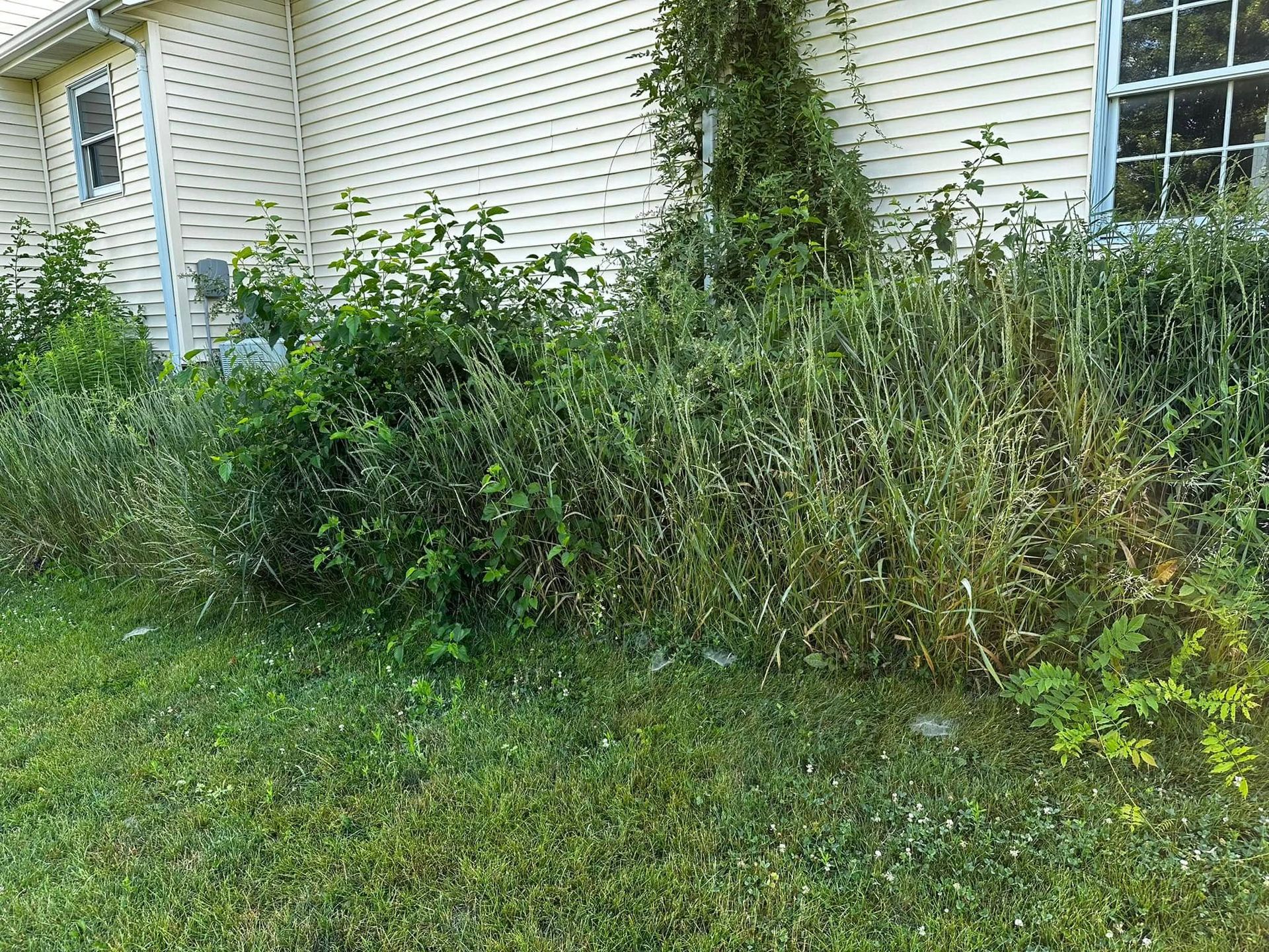 Overgrown bushes next to a house with beige siding, green grass in the foreground.