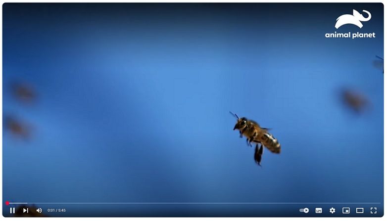 Las habilidades de las abejas para conseguir polen | Los Secretos del Mundo Animal | Animal Planet