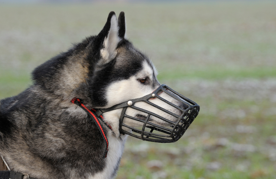Chien avec une muselière