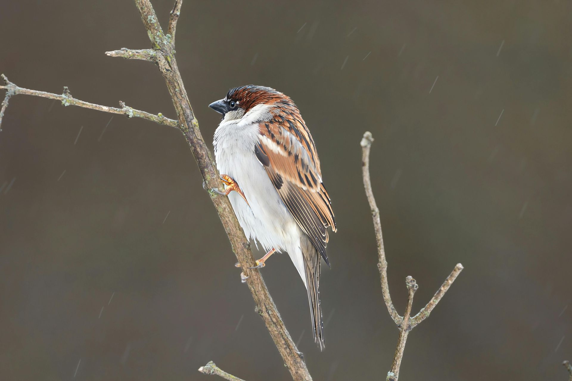 Small sparrow perched on a bare twig in the rain