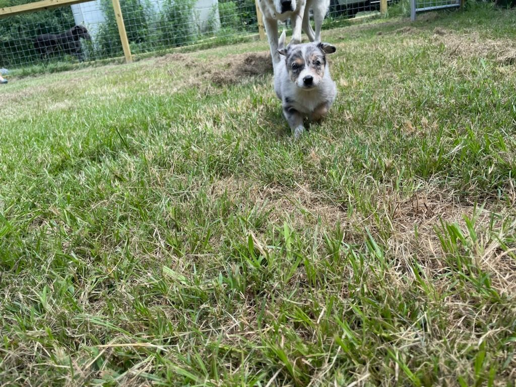 A small, blue merle puppy with floppy ears trots across a grassy lawn toward the camera.