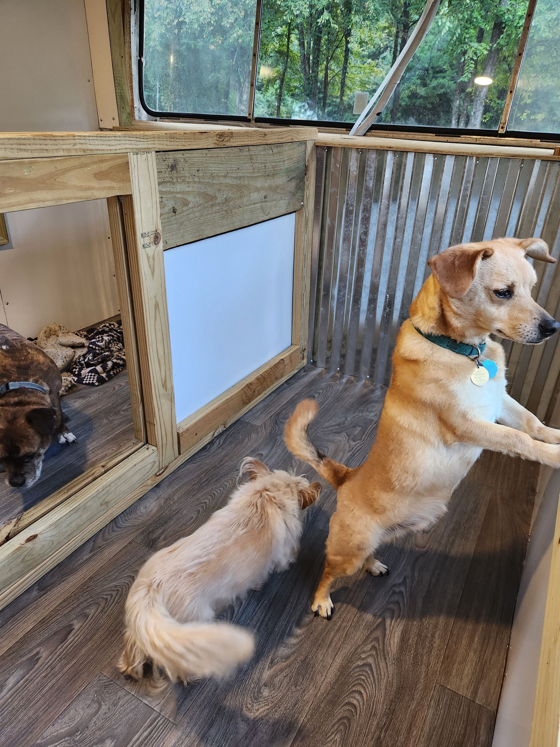 Three small dogs inside an indoor kennel with a wooden frame and metal walls; one stands on its hind legs looking right.