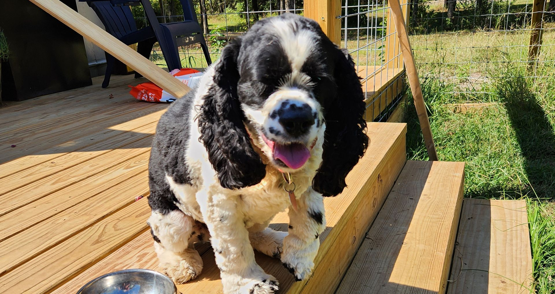A black and white American Cocker Spaniel sits happily on a wooden deck in the sun, tongue hanging out.