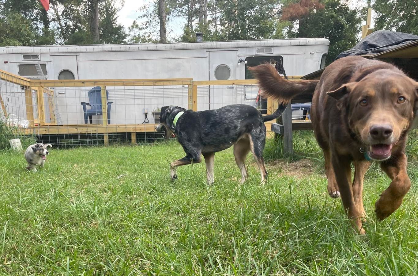 Three dogs in a grassy yard; a large brown dog runs toward the camera, a mottled dog walks left, and a small puppy sits.