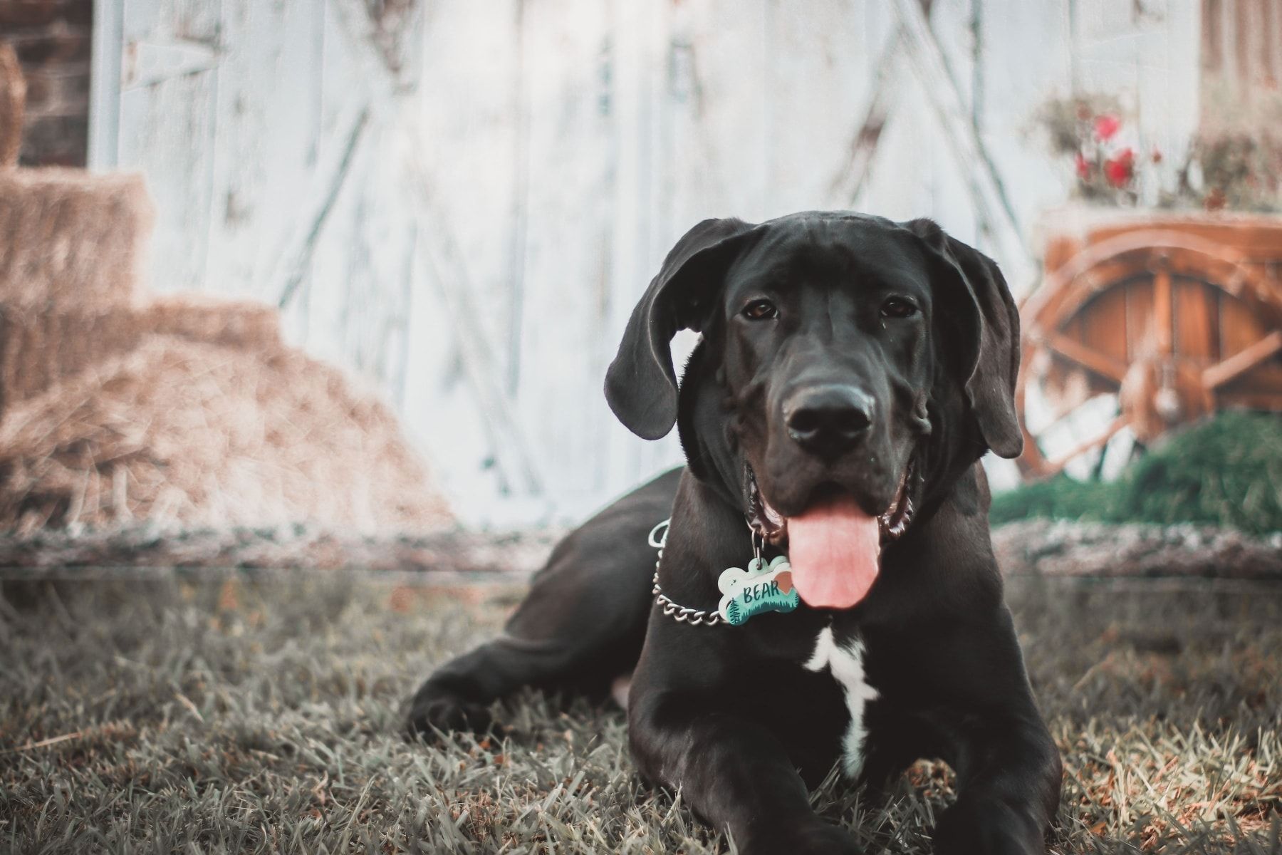 A black dog with a white chest patch sits on grass in front of a rustic wooden barn with a tongue lolling out.