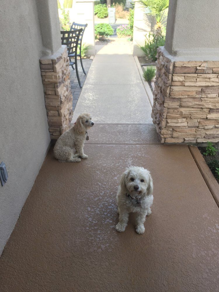 Dogs on walkway