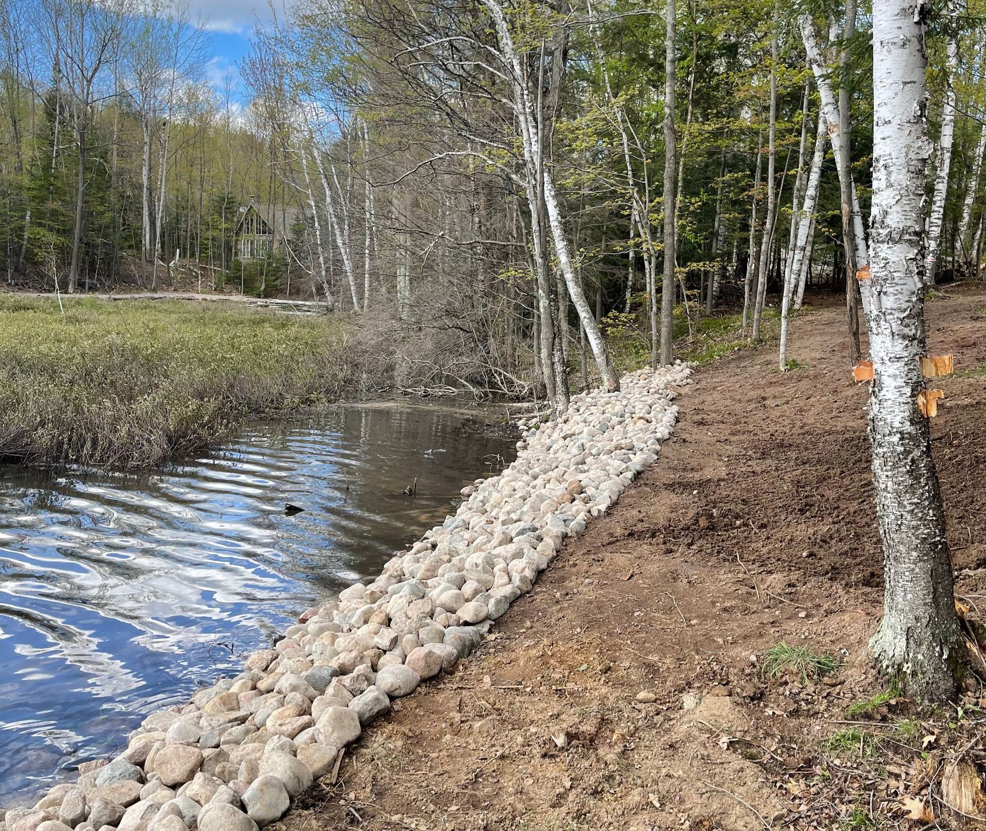 A rocky shoreline borders a body of water, next to a wooded area with birch trees.