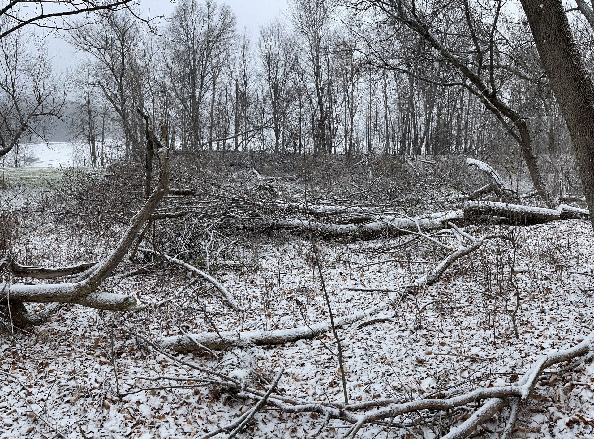 Snowy scene with fallen trees and brush in front of a treeline.