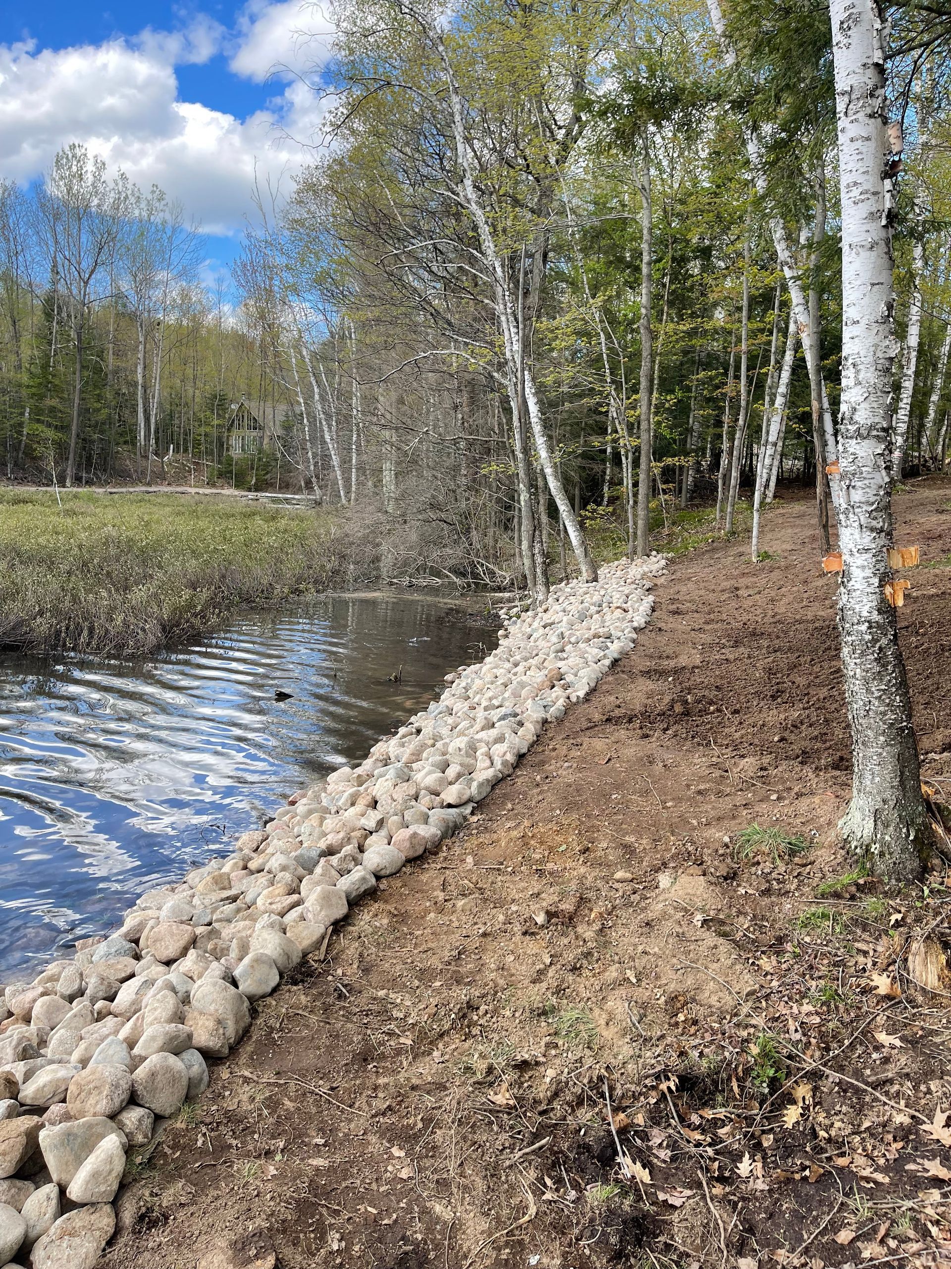 Rocks lining a riverbank, next to a wooded area with birch trees.
