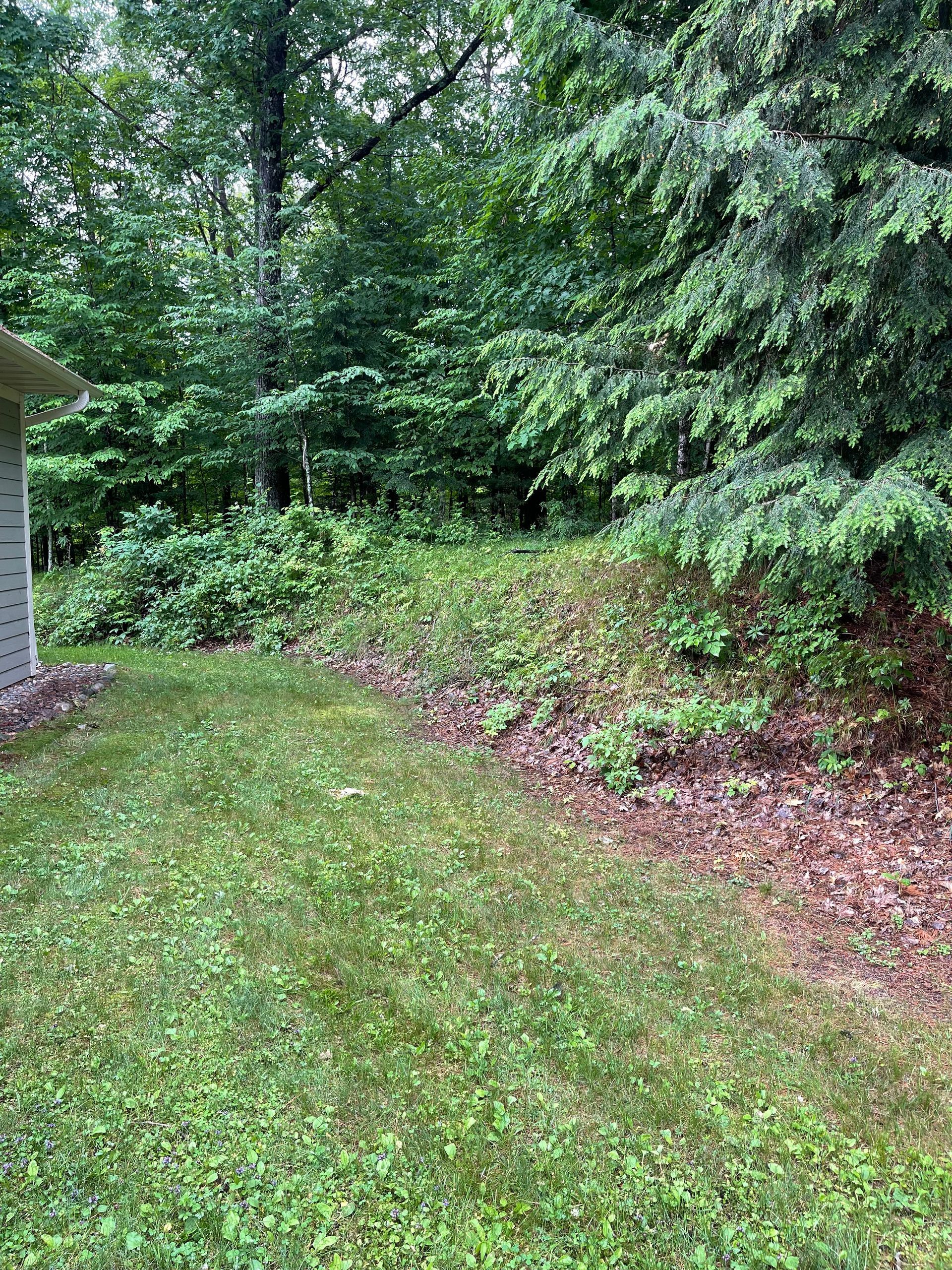 Green lawn meets a treeline with foliage and some leaves.  A building's side is in the frame on the left.