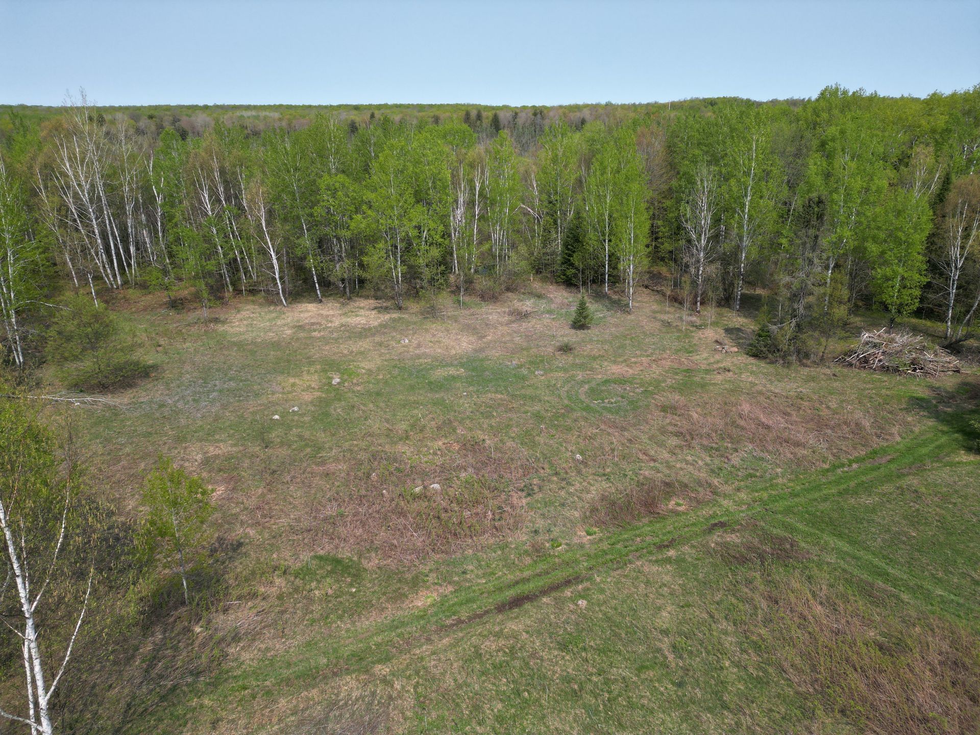 Grassy clearing with tire tracks, bordered by birch and green trees under a blue sky.